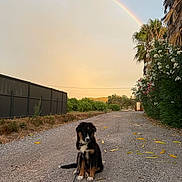 Ayro participe au concours pour gagner de l'argent avec cette photo : puppy, dog, rainbow, gravel_path, leash, trees, plants, flowers, sky, outdoor, nature, sunset, fence, greenery, road, pet, animal, calm, peaceful, young_dog