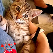 Gribouille a rejoint le concours — aidez-le/la à gagner de superbes lots ! kitten, cat, tabby, pet, indoor, person, arm, hand, watch, couch, floor, footwear, heart_emoji, text_overlay, love, cute, snuggling, closeup, feline, domestic_animal
