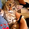 kitten, cat, tabby, pet, indoor, person, arm, hand, watch, couch, floor, footwear, heart_emoji, text_overlay, love, cute, snuggling, closeup, feline, domestic_animal