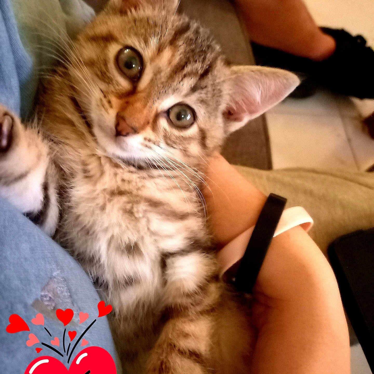Gribouille a rejoint le concours — aidez-le/la à gagner de superbes lots ! kitten, cat, tabby, pet, indoor, person, arm, hand, watch, couch, floor, footwear, heart_emoji, text_overlay, love, cute, snuggling, closeup, feline, domestic_animal