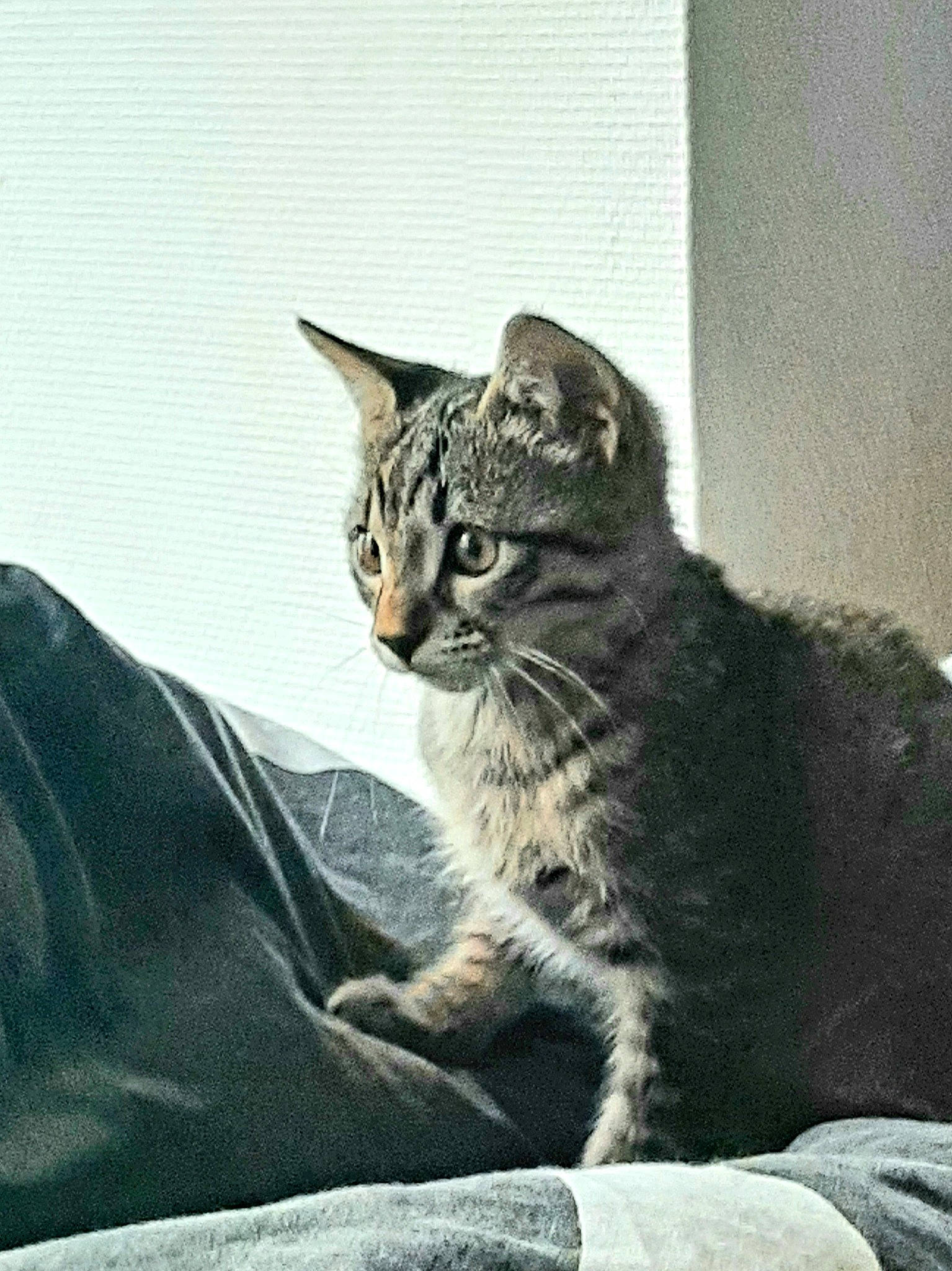 Walden participe au concours pour gagner de l'argent avec cette photo : carnivore, cat, claw, comfort, domestic_short_haired_cat, felidae, fur, grey, monochrome_photography, paw, sitting, small_to_medium_sized_cats, tail, terrestrial_animal, whiskers, wildlife, window