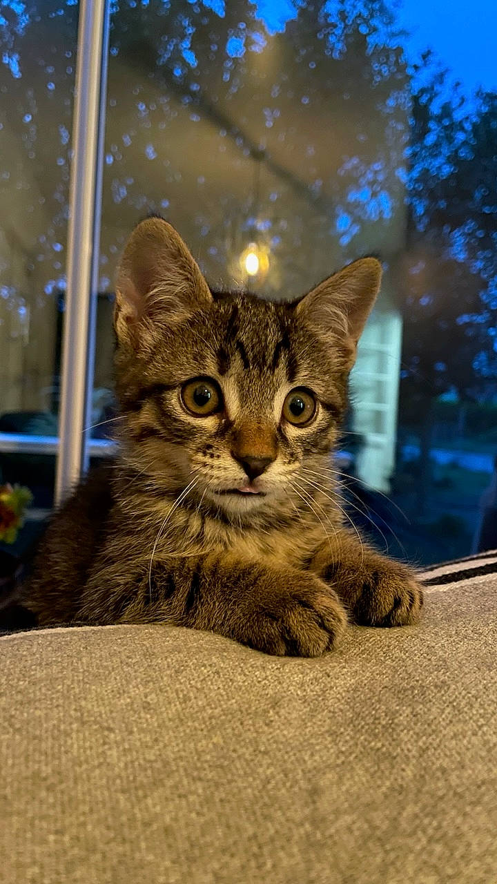 Walden a rejoint le concours — aidez-le/la à gagner de superbes lots ! carnivore, cat, claw, domestic_short_haired_cat, eye, felidae, fur, paw, sitting, small_to_medium_sized_cats, snout, tail, terrestrial_animal, tree, whiskers, wildlife, window, winter