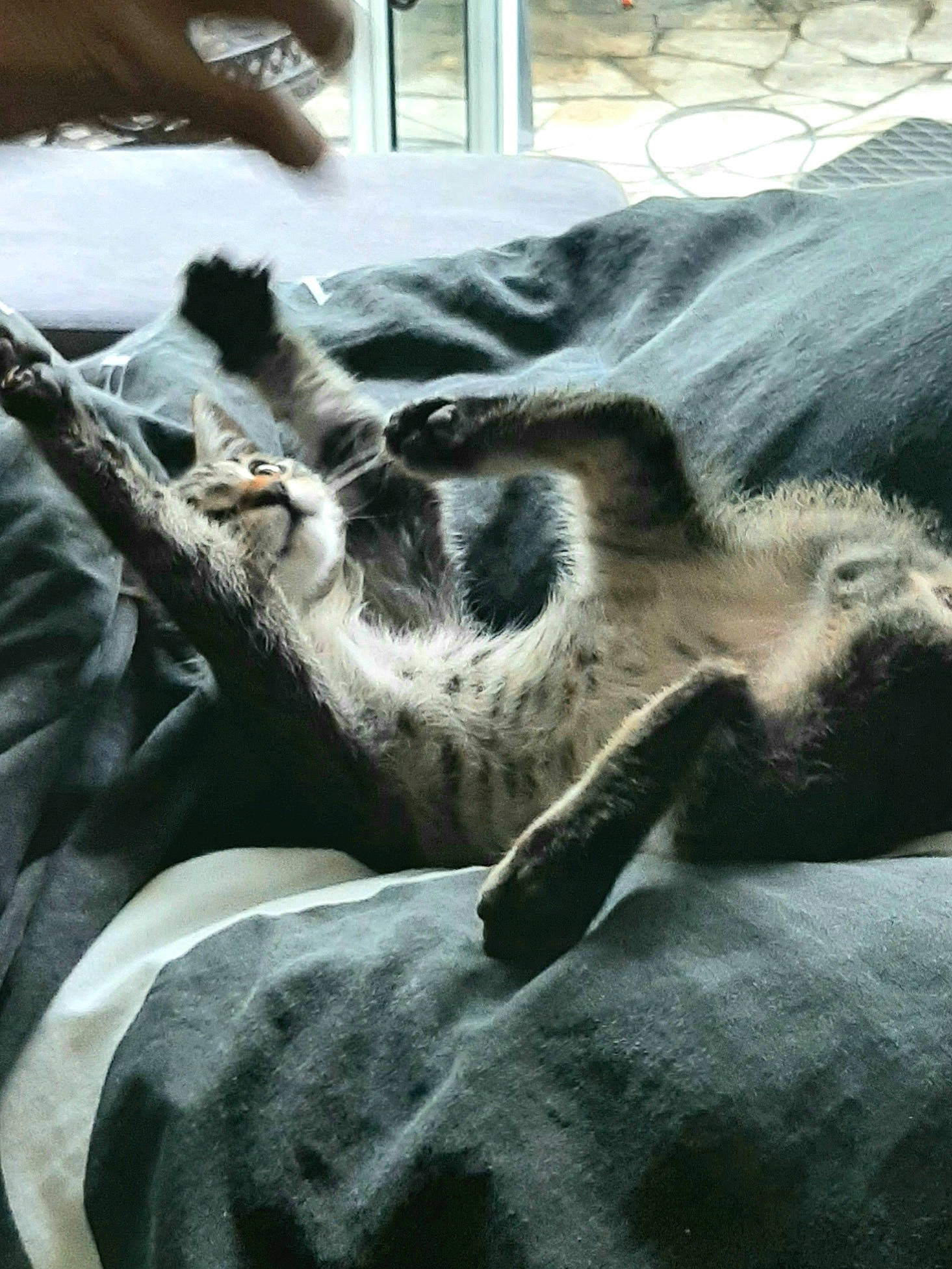 Walden participe au concours pour gagner de l'argent avec cette photo : canidae, carnivore, cat, claw, comfort, companion_dog, dog_breed, domestic_short_haired_cat, felidae, fur, grey, linens, nap, paw, small_to_medium_sized_cats, snout, sporting_group, tail, terrestrial_animal, whiskers