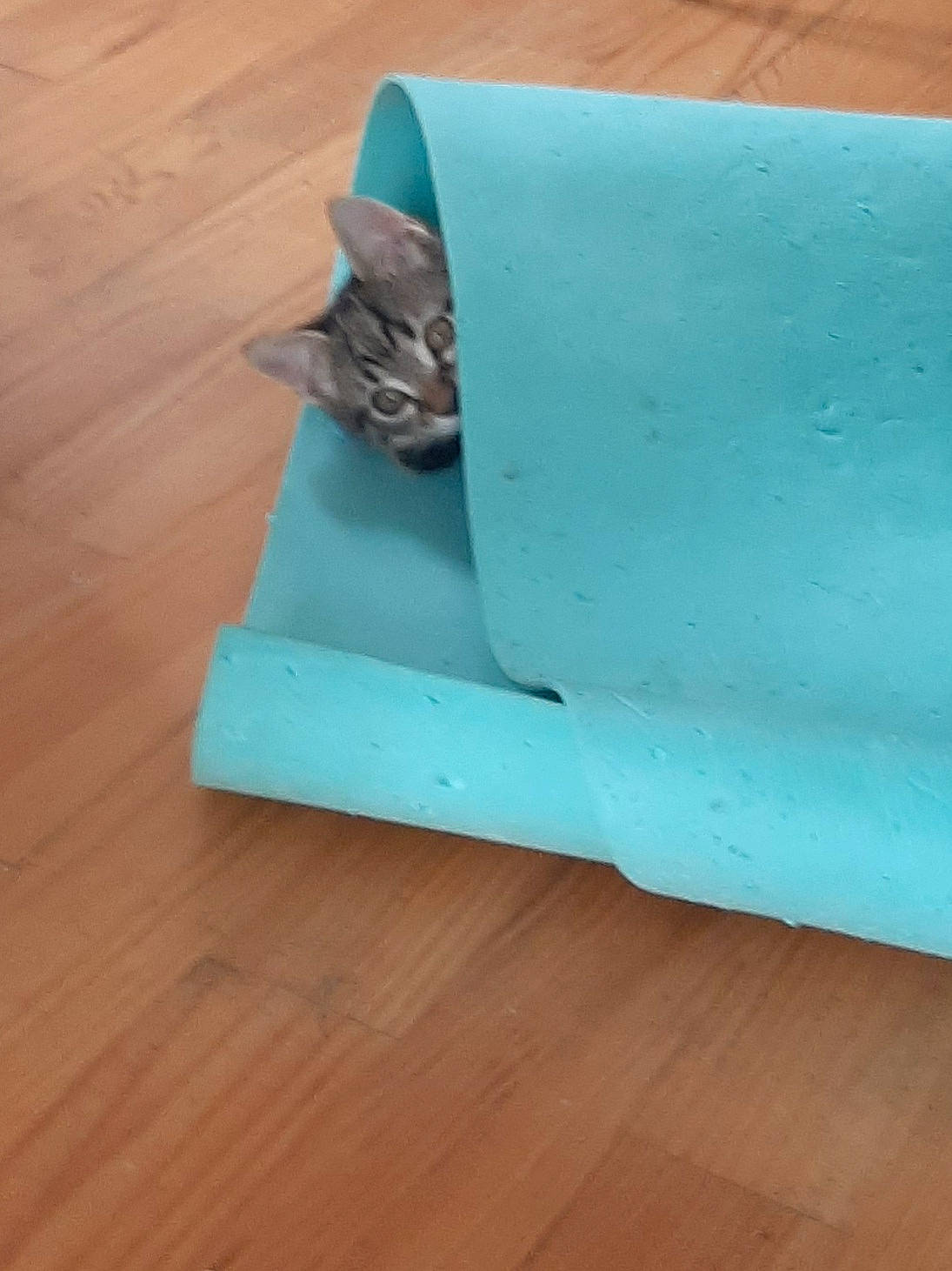 Walden participe au concours pour gagner de l'argent avec cette photo : bench, carnivore, cat, comfort, couch, electric_blue, fashion_accessory, felidae, flooring, hardwood, laminate_flooring, pattern, plank, plywood, rectangle, tints_and_shades, varnish, wood, wood_flooring, wood_stain