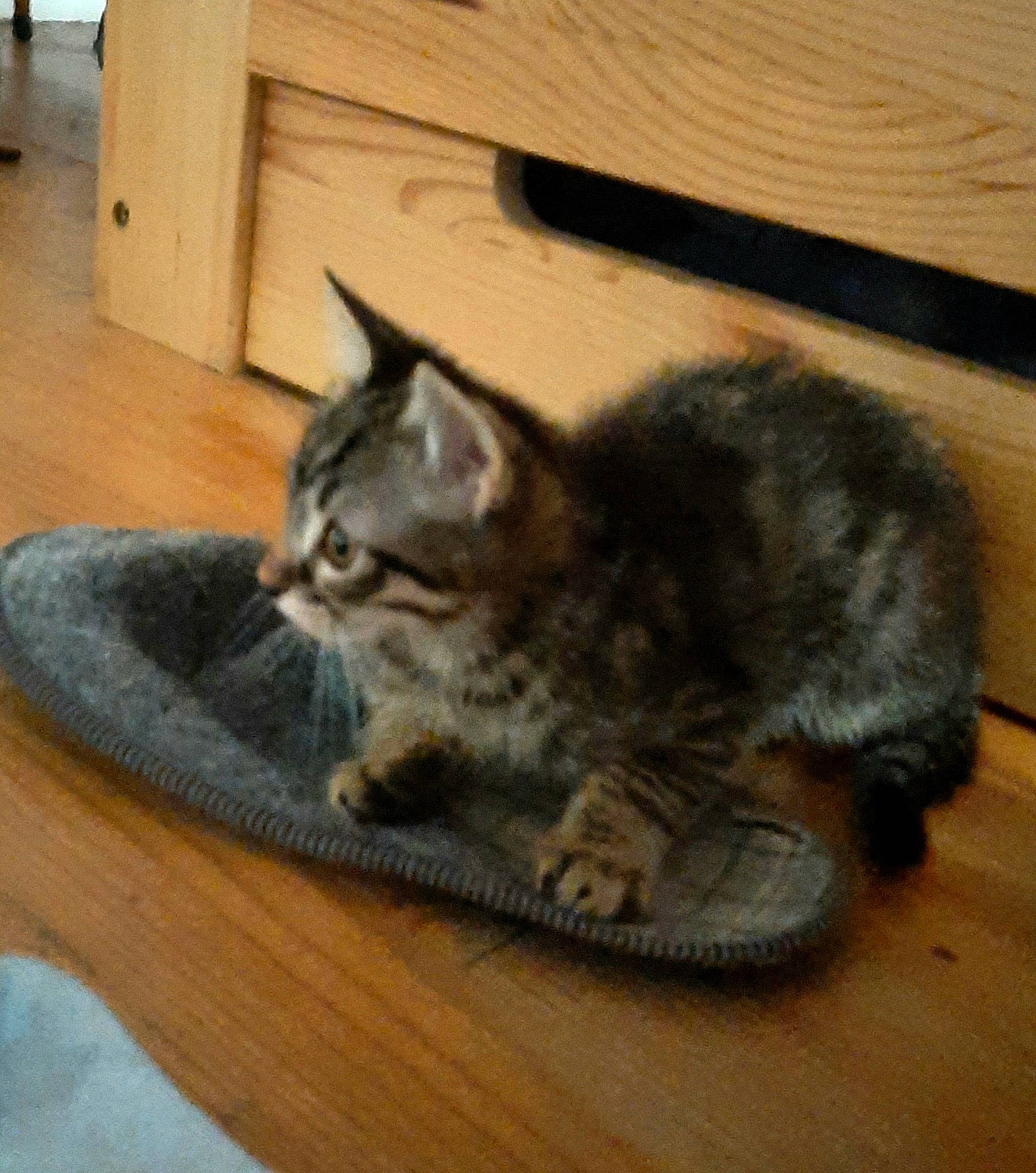 Walden a rejoint le concours — aidez-le/la à gagner de superbes lots ! carnivore, cat, claw, comfort, domestic_short_haired_cat, door, felidae, flooring, fur, grey, hardwood, paw, small_to_medium_sized_cats, snout, tail, varnish, whiskers, wood, wood_flooring, wood_stain