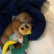 Phat Gurl is registered to the contest to win money with this photo: animal, baby, bed, blanket, bodypart, canine, couch, cushion, dog, finger, furniture, hand, homedecor, hound, person, pet, puppy, sleeping, teddybear, toy