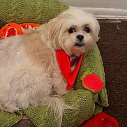 Panda joined the competition — help win amazing prizes! carpet, close_up, cozy, dog, dog_bed, fluffy_fur, green_blanket, indoor, knit_pillow, looking_up, orange_toy, pet, plush_toy, portrait, red_bandana, red_slipper, small_dog, sparkles_filter, wall, white_dog