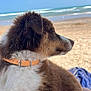 River is registered to the contest to win money with this photo: dog, puppy, beach, ocean, collar, sand, waves, sky, sunny, outdoor, animal, fur, pet, water, relaxing, nature, canine, summer, vacation, side_profile