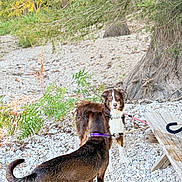 River is registered to the contest to win money with this photo: dog, animal, outdoor, tree, rock, bench, leash, collar, nature, fur, pet, canine, greenery, wood, curious, standing, two_dogs, park, daylight, ground