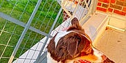 River joined the competition — help win amazing prizes! dog, brown_and_white, leash, porch, metal_fence, green_grass, water, sunlight, outdoor, pet, animal, side_view, daytime, happy, canine, looking, guard_rail, brick_wall, shadow, nature