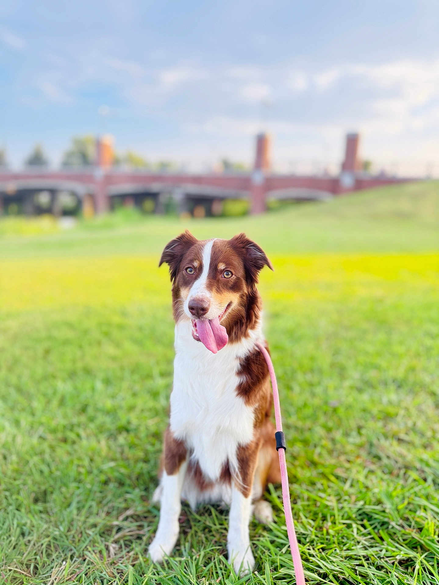 River is registered to the contest to win money with this photo: dog, brown_and_white, tongue_out, sitting, grass, leash, outdoor, park, bridge, blue_sky, happy, pet, canine, nature, daylight, animal, muzzle, ears, fur, playful