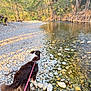 River is registered to the contest to win money with this photo: dog, leash, river, rocks, water, trees, nature, outdoor, sunlight, forest, pet, animal, walking, daylight, scenery, landscape, canine, shore, calm, reflection