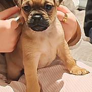 Billie participe au concours pour gagner de l'argent avec cette photo : puppy, dog, pet, brown_puppy, puppy_face, face, eyes, nose, paw, young, cute, adorable, sitting, human_hands, ring, blanket, couch, indoor, portrait, fur