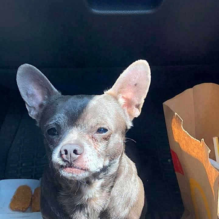 Rockey is registered to the contest to win money with this photo: box, canidae, carnivore, dog, dog_breed, fawn, non_sporting_group, paper, paper_product, pet_supply, plate, shipping_box, snout, toy_dog, vehicle_door, vertebrate, whiskers