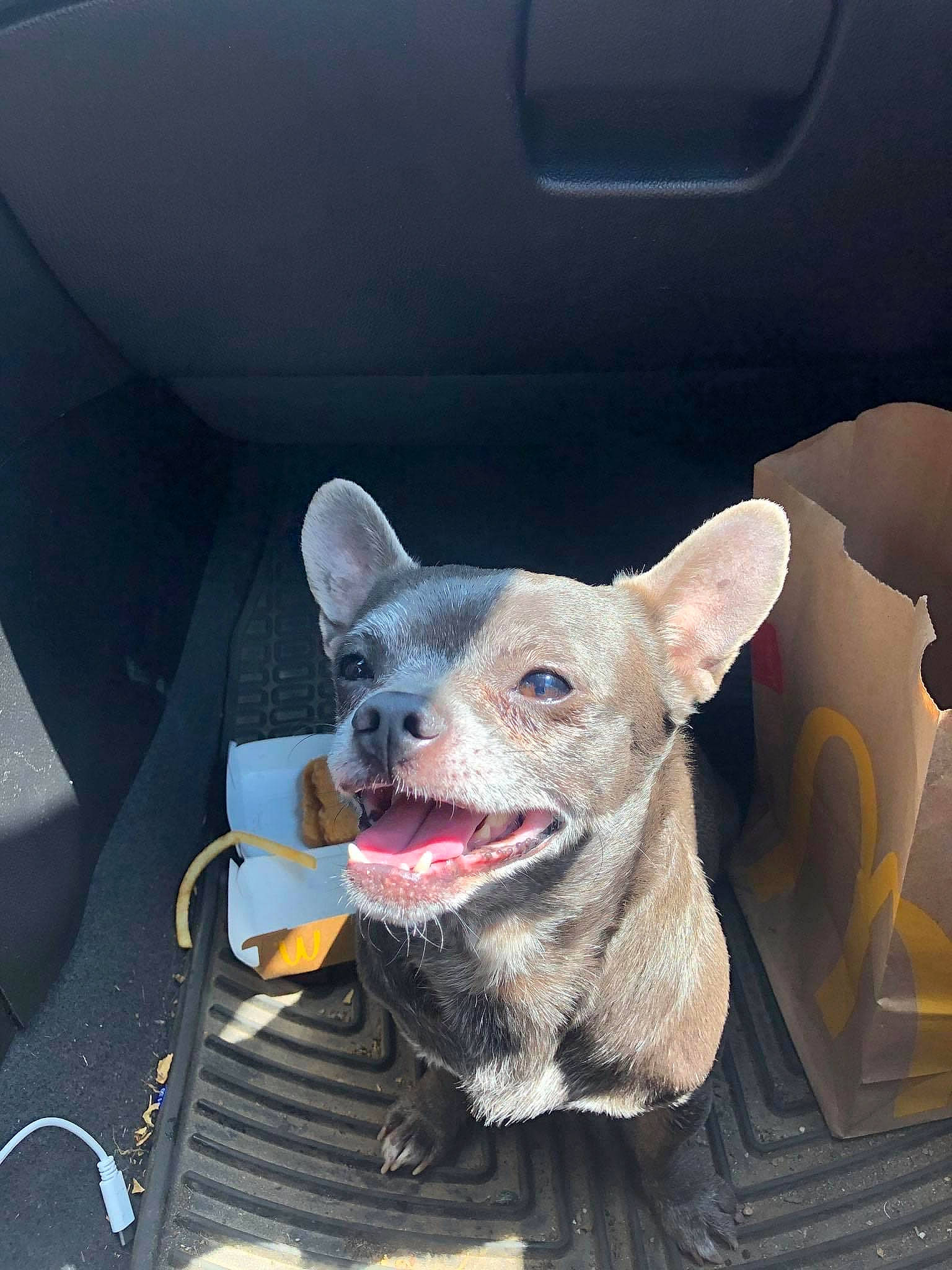 Rockey is registered to the contest to win money with this photo: automotive_window_part, canidae, car_seat, car_seat_cover, carnivore, dog, dog_breed, head_restraint, jaw, snout, suidae, tongue, vehicle_door, vertebrate, whiskers, working_dog