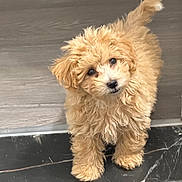 Bentley joined the competition — help win amazing prizes! animal, canine, cockerspaniel, dog, pet, poodle, puppy, terrier, whitedog