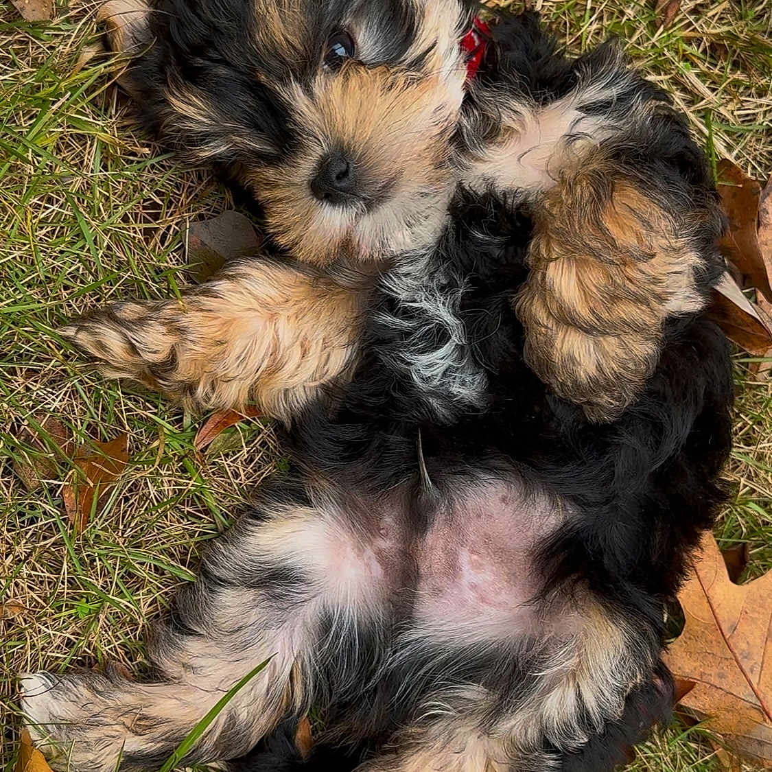Goodhank is registered to the contest to win money with this photo: affenpinscher, animal, ball, canine, cockerspaniel, dog, football, grass, lawn, papillon, person, pet, plant, poodle, puppy, sleeping, soccer, soccerball, sport, terrier