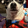 Bit joined the competition — help win amazing prizes! dog, small_dog, chihuahua, pet, animal, closeup, black_and_white, fur, collar, shirt, red_shirt, plaid, button, indoor, portrait, cute, looking_at_camera, whiskers, ears, face