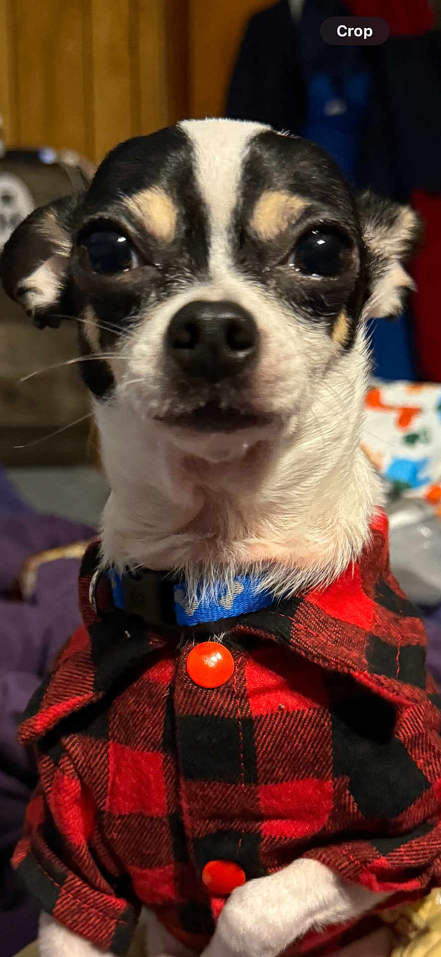 Bit joined the competition — help win amazing prizes! dog, small_dog, chihuahua, pet, animal, closeup, black_and_white, fur, collar, shirt, red_shirt, plaid, button, indoor, portrait, cute, looking_at_camera, whiskers, ears, face