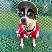 Bit joined the competition — help win amazing prizes! dog, small_dog, cap, red_jacket, pet, outdoor, bench, metal_bench, green, grass, close_up, portrait, animal, cute, chihuahua, canine, fashion, collar, leash, daylight