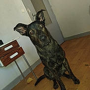 Achile participe au concours pour gagner de l'argent avec cette photo : animal, black, brindle, brown, canine, curious, dog, door, drawer, ears, floor, furniture, house, indoor, looking, medium_size, pet, room, sitting, wooden_floor