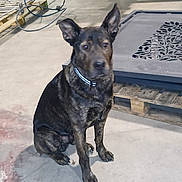 Achile a rejoint le concours — aidez-le/la à gagner de superbes lots ! dog, brindle_coat, sitting, concrete_floor, industrial, workshop, pallet, hose, collar, pet, animal, indoor, ears_up, looking, attentive, canine, floor, shadow, black_brown, medium_sized