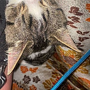 Lucifer joined the competition — help win amazing prizes! cat, tabby, sleeping, nose, ears, close_up, pet, animal, fur, whiskers, indoor, patterned_fabric, blue_cord, resting, cozy, domestic_cat, cute, soft, texture, relaxation