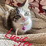 Lucifer is registered to the contest to win money with this photo: kitten, cat, pet, collar, bell, pink_nose, fur, blanket, soft_texture, cozy, indoor, cute, animal, mammal, young, resting, domestic_cat, feline, closeup, portrait