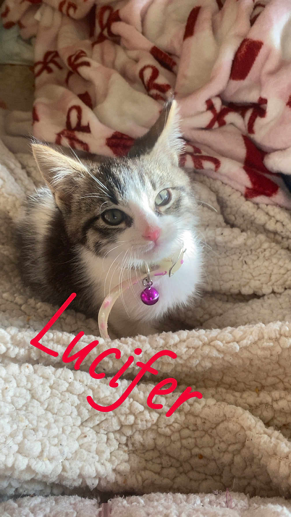 Lucifer is registered to the contest to win money with this photo: kitten, cat, pet, collar, bell, pink_nose, fur, blanket, soft_texture, cozy, indoor, cute, animal, mammal, young, resting, domestic_cat, feline, closeup, portrait