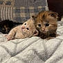 Olivia is registered to the contest to win money with this photo: kitten, cat, animal, cute, feline, baby_animal, pet, fur, snuggling, cozy, blanket, indoor, resting, sleepy, closeup, soft, cuddle, domestic_animal, young, adorable