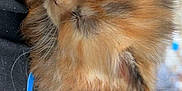 Olivia is registered to the contest to win money with this photo: kitten, sleeping, fluffy, orange, brown, fur, closeup, pet, animal, cute, cozy, resting, soft, whiskers, small, indoors, black_fabric, blue_design, peaceful, nap