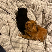 Olivia joined the competition — help win amazing prizes! kitten, cat, black_cat, orange_cat, bed, blanket, cozy, furry, pet, animal, cute, small, sleeping, fur, domestic_animal, resting, indoor, soft, young, companionship
