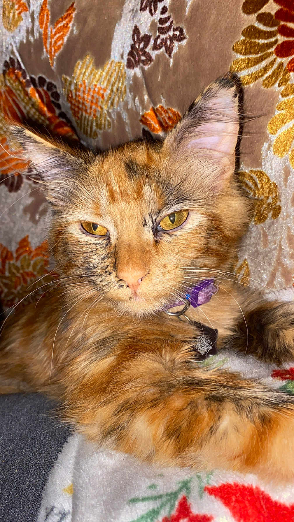 Olivia joined the competition — help win amazing prizes! cat, tabby, orange_cat, pet, feline, collar, close_up, relaxed, indoor, blanket, fluffy, ears, whiskers, golden_eyes, fur, resting, cozy, patterned_background, animal, cute