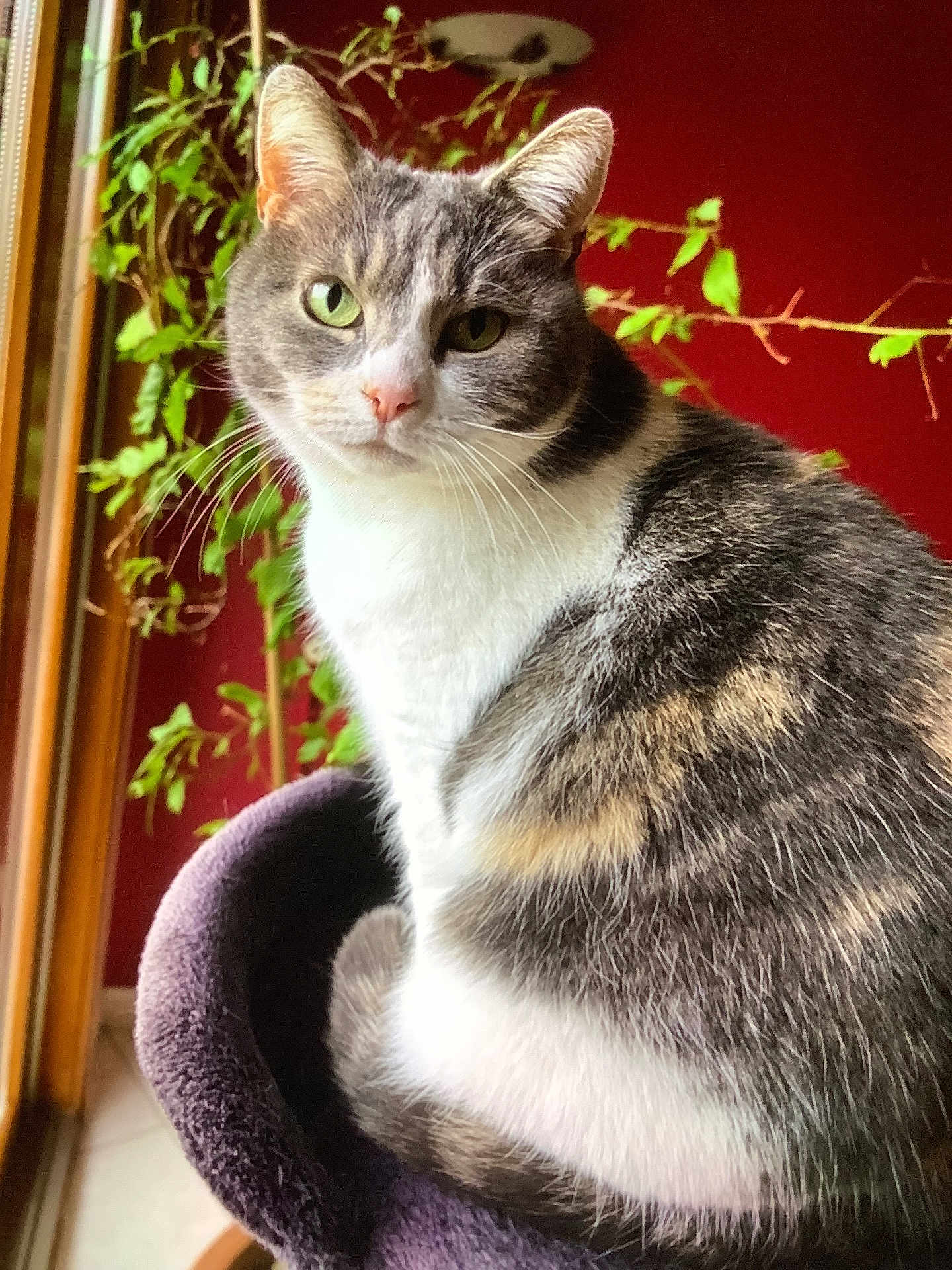 Pepite a rejoint le concours — aidez-le/la à gagner de superbes lots ! cat, tabby, green_eyes, indoor, window, plant, red_wall, purple_perch, pet, feline, animal, cozy, fur, whiskers, sitting, looking, portrait, domestic_cat, cute, curious