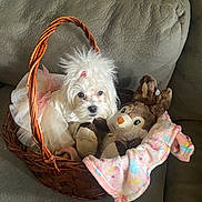Mary Jane joined the competition — help win amazing prizes! dog, basket, tutu, plush_toy, blanket, couch, pet, cute, fluffy, white_dog, indoors, soft_toys, decor, animal, snuggle, cozy, pink, fabric, fur, relax