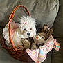 dog, basket, tutu, plush_toy, blanket, couch, pet, cute, fluffy, white_dog, indoors, soft_toys, decor, animal, snuggle, cozy, pink, fabric, fur, relax