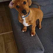 Mini participe au concours pour gagner de l'argent avec cette photo : animal, brown_dog, canine, collar, companion, couch, curious, cute, dog, domestic_animal, four_legs, fur, head_tilt, indoor, living_room, pet, puppy, small_dog, wooden_floor, young_dog