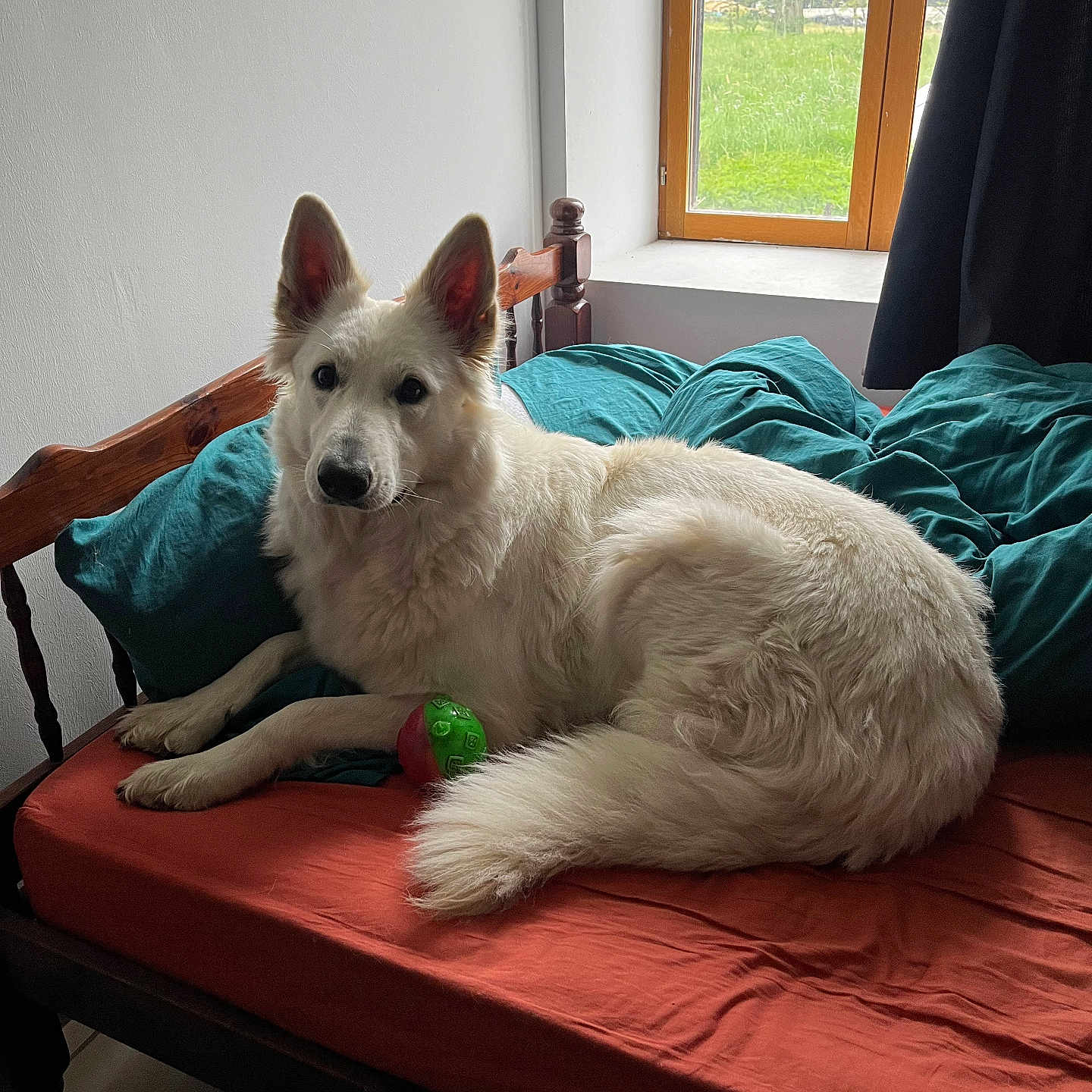 Skade participe au concours pour gagner de l'argent avec cette photo : animal, architecture, bed, bedroom, building, canine, couch, cushion, dog, eskimodog, furniture, homedecor, husky, indoors, livingroom, pet, puppy, room, whitedog, window