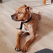 Tee a rejoint le concours — aidez-le/la à gagner de superbes lots ! animal, attention, brown_dog, canine, collar, companion, dog, domestic_animal, ears, fur, house, indoor, lying_down, mammal, paw, pet, quiet, relaxed, snout, wooden_floor
