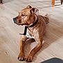 animal, attention, brown_dog, canine, collar, companion, dog, domestic_animal, ears, fur, house, indoor, lying_down, mammal, paw, pet, quiet, relaxed, snout, wooden_floor