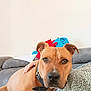 Tee a rejoint le concours — aidez-le/la à gagner de superbes lots ! animal, brown_dog, close_up, collar, comfort, companion, couch, dog, domestic, friendly, furniture, home, indoor, looking_at_camera, patterned_clothing, person_hand, pet, relaxed, resting, sofa