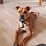 alert, animal, brown_dog, canine, collar, companion, dog, domestic_animal, ears, floor, fur, furniture_leg, house, indoor, looking, lying_down, paws, pet, tail, wooden_floor