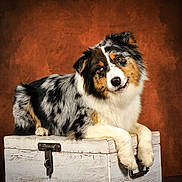 Venus participe au concours pour gagner de l'argent avec cette photo : dog, australian_shepherd, pet, animal, fur, portrait, wooden_chest, curious, head_tilt, brown_background, studio_lighting, fluffy, domestic_animal, mammal, cute, indoor, resting, white, black, tan