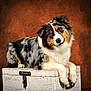 dog, australian_shepherd, pet, animal, fur, portrait, wooden_chest, curious, head_tilt, brown_background, studio_lighting, fluffy, domestic_animal, mammal, cute, indoor, resting, white, black, tan