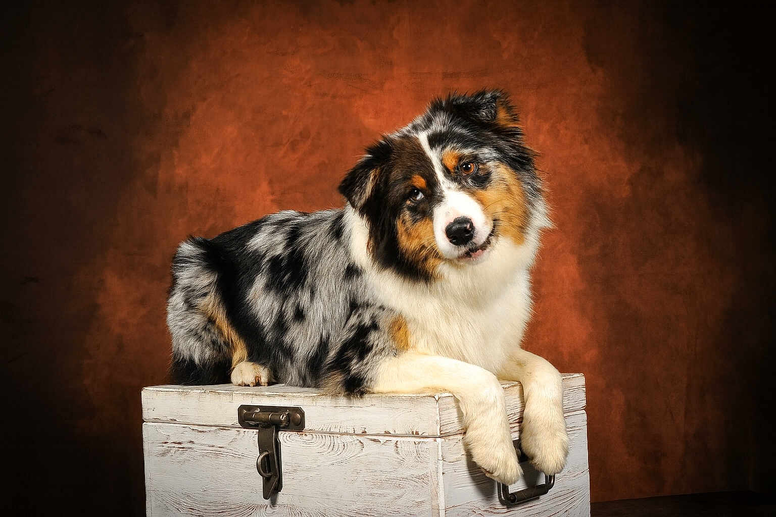 Venus participe au concours pour gagner de l'argent avec cette photo : dog, australian_shepherd, pet, animal, fur, portrait, wooden_chest, curious, head_tilt, brown_background, studio_lighting, fluffy, domestic_animal, mammal, cute, indoor, resting, white, black, tan