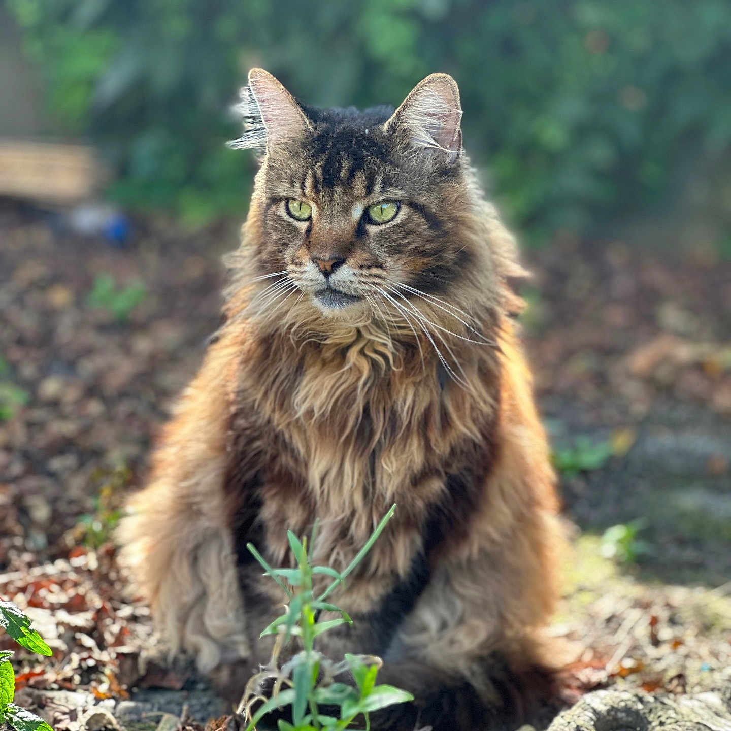 Marley a rejoint le concours — aidez-le/la à gagner de superbes lots ! animal, calm, cat, closeup, fluffy, fur, garden, green_eyes, leaf, majestic, mammal, nature, outdoor, pet, plant, portrait, sitting, sunlight, tree_bark, wildlife