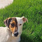 Pepsi participe au concours pour gagner de l'argent avec cette photo : animal, brown_fur, canine, daylight, dog, domestic_animal, ear, face, grass, lawn, nature, outdoor, pet, portrait, relaxed, resting, shadow, summer, sunlight, white_fur