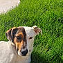 animal, brown_fur, canine, daylight, dog, domestic_animal, ear, face, grass, lawn, nature, outdoor, pet, portrait, relaxed, resting, shadow, summer, sunlight, white_fur