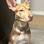 Hazel is registered to the contest to win money with this photo: accessories, animal, bulldog, canine, chihuahua, dog, hound, husky, labradorretriever, leash, pet, pitbull, pointer, puppy, snout, strap, whitedog