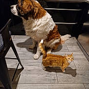 Maya participe au concours pour gagner de l'argent avec cette photo : animal, cabinet, cat, chair, companion, curious, cute, dog, domestic, flooring, fur, furniture, indoor, kitchen, mammal, orange_tabby, pet, saint_bernard, shadow, wooden_floor